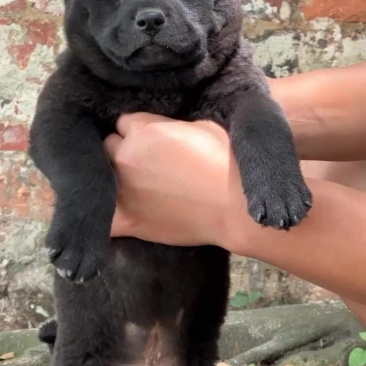 广西纯种五黑田园犬，纯黑舌苔，可以陪伴家里老人和小孩