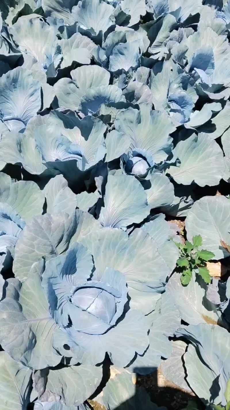 甘肃一手紫甘蓝