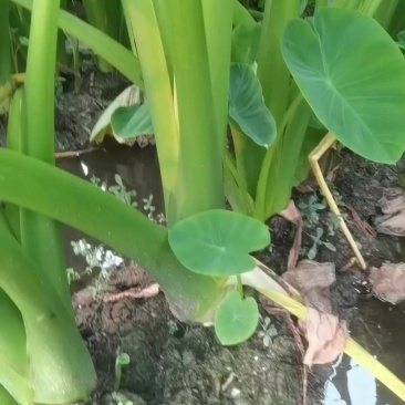 江西芋头福建芋头