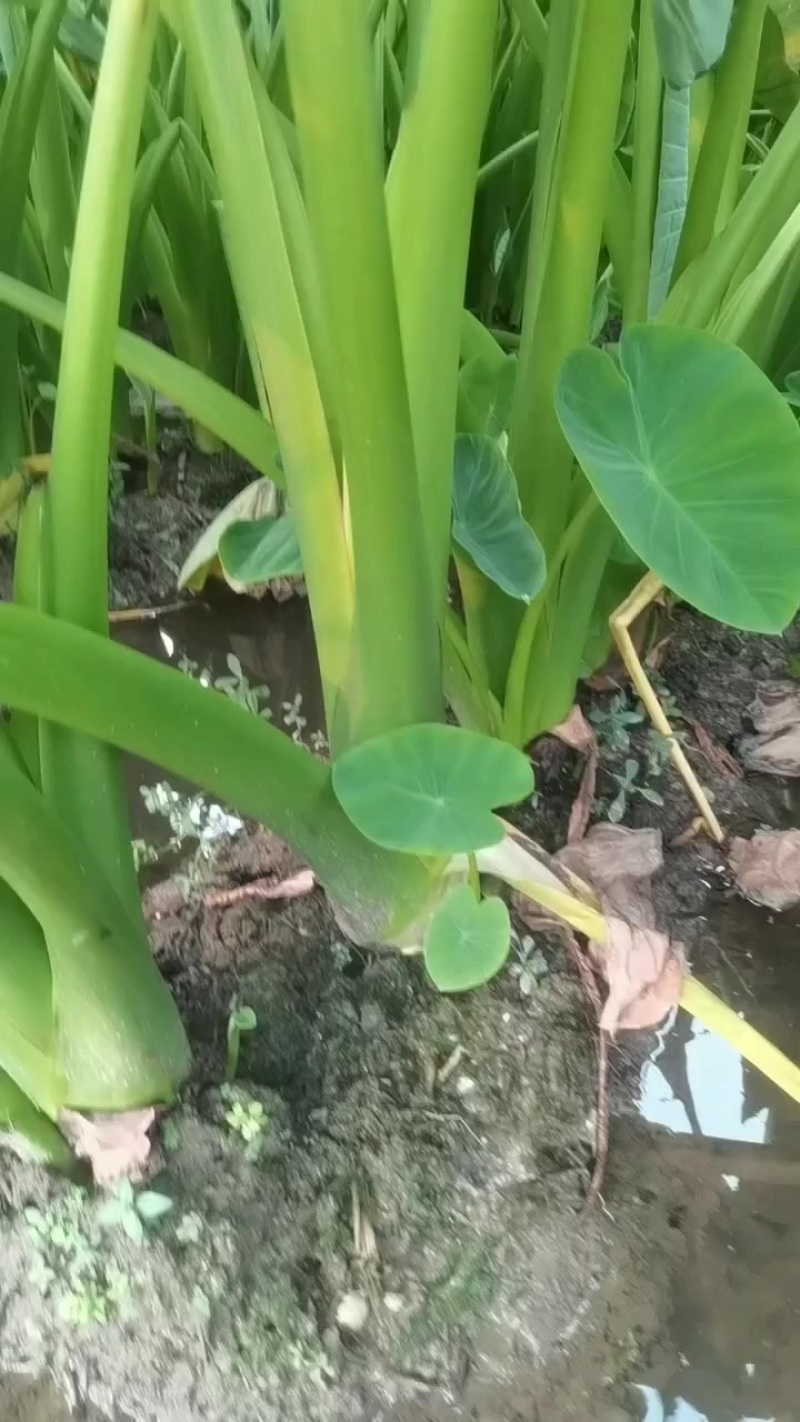 江西芋头福建芋头