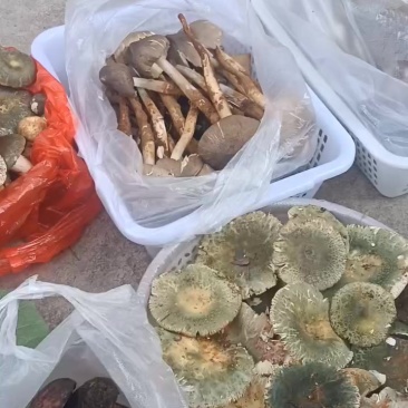 野生鸡纵菌