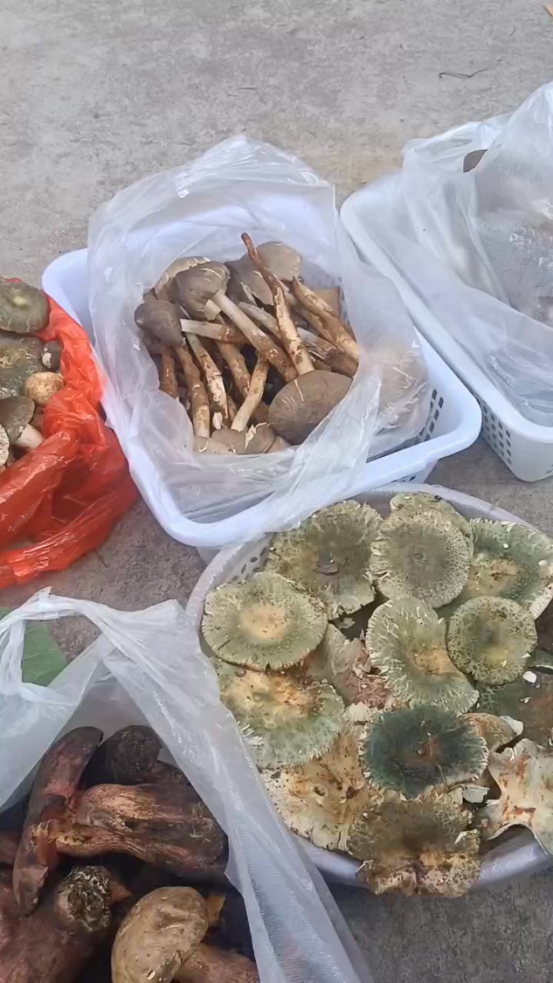 野生鸡纵菌