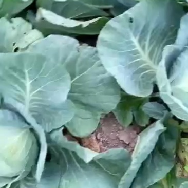 莲花白