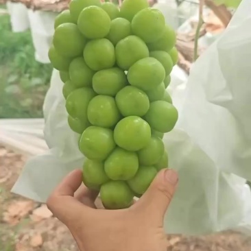 阳光玫瑰