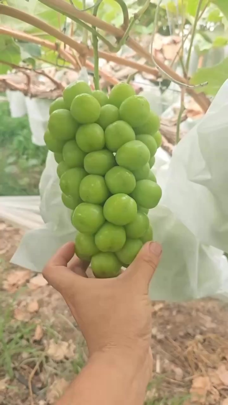 阳光玫瑰