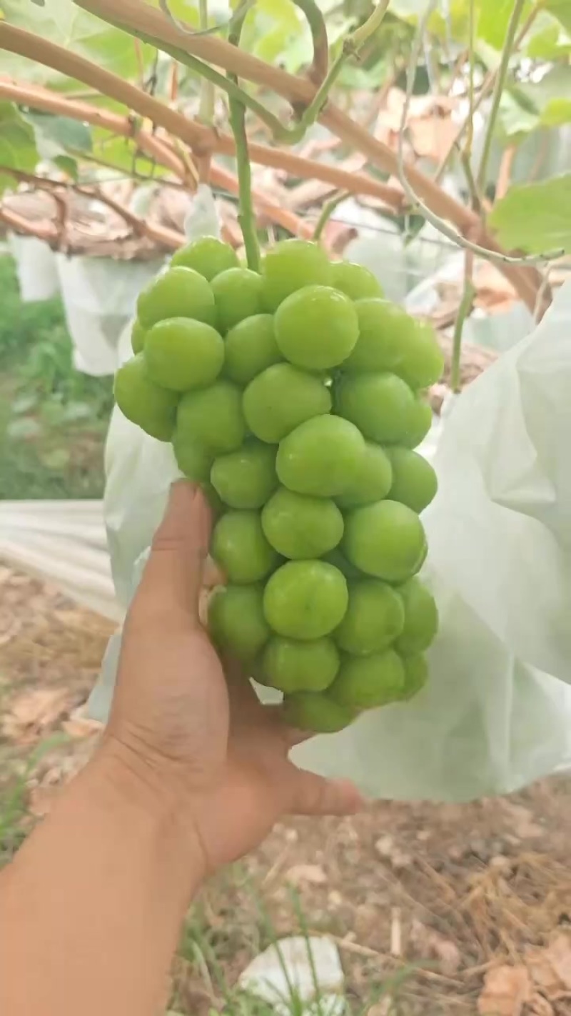 阳光玫瑰