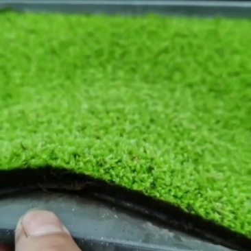 青绿苔草