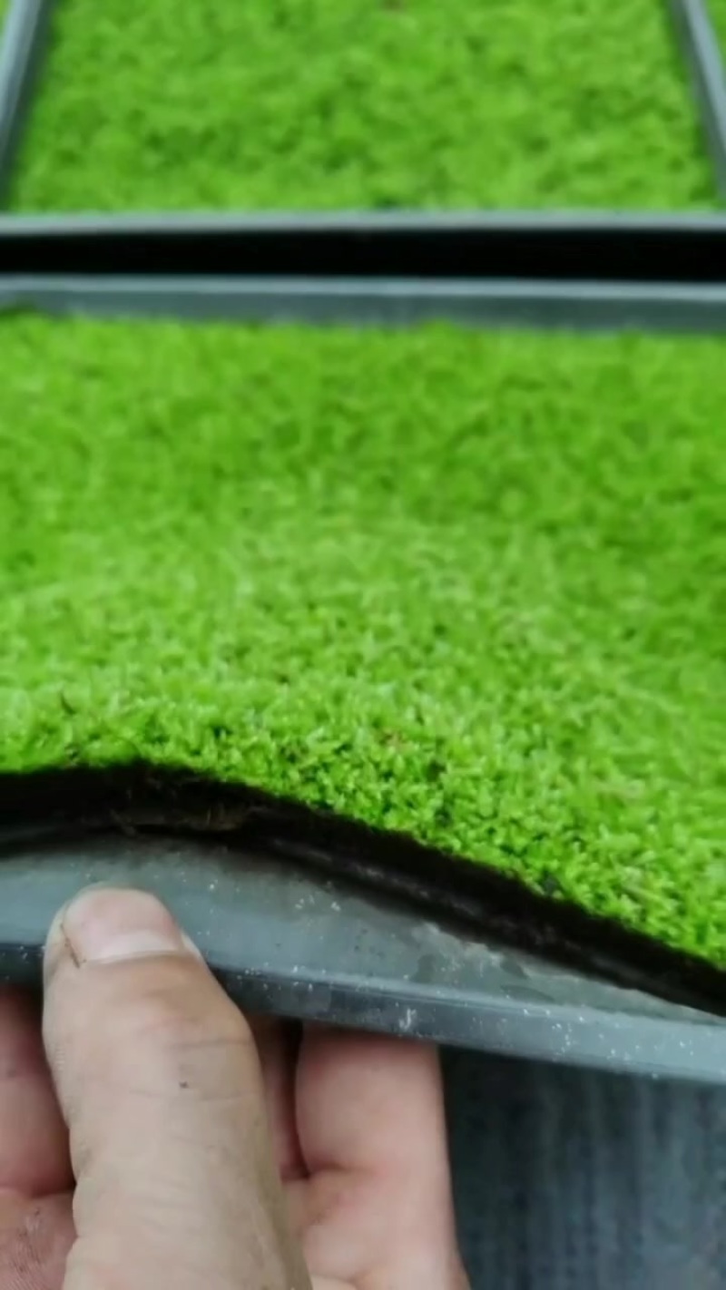 青绿苔草