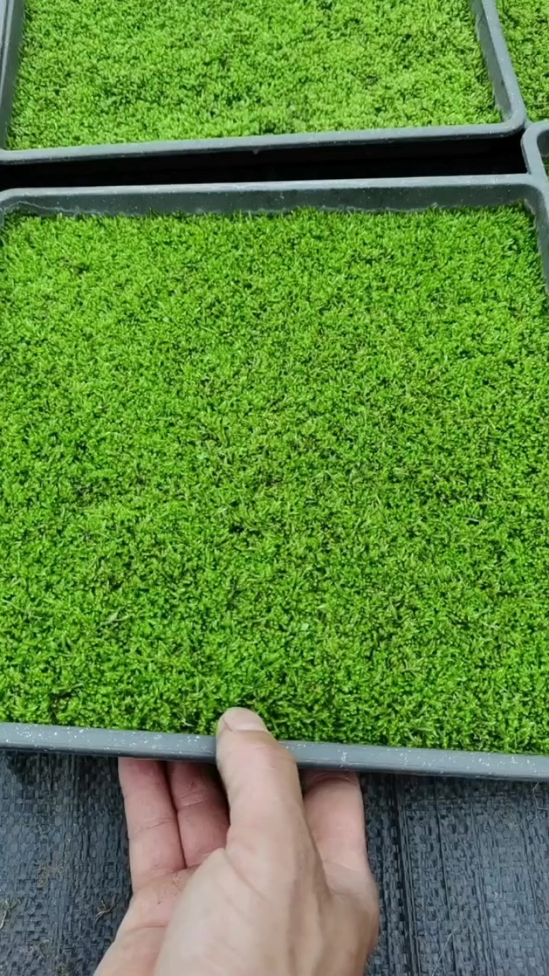 青绿苔草
