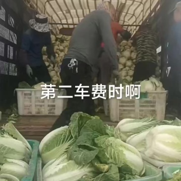 娃娃的半净菜装车发货中，