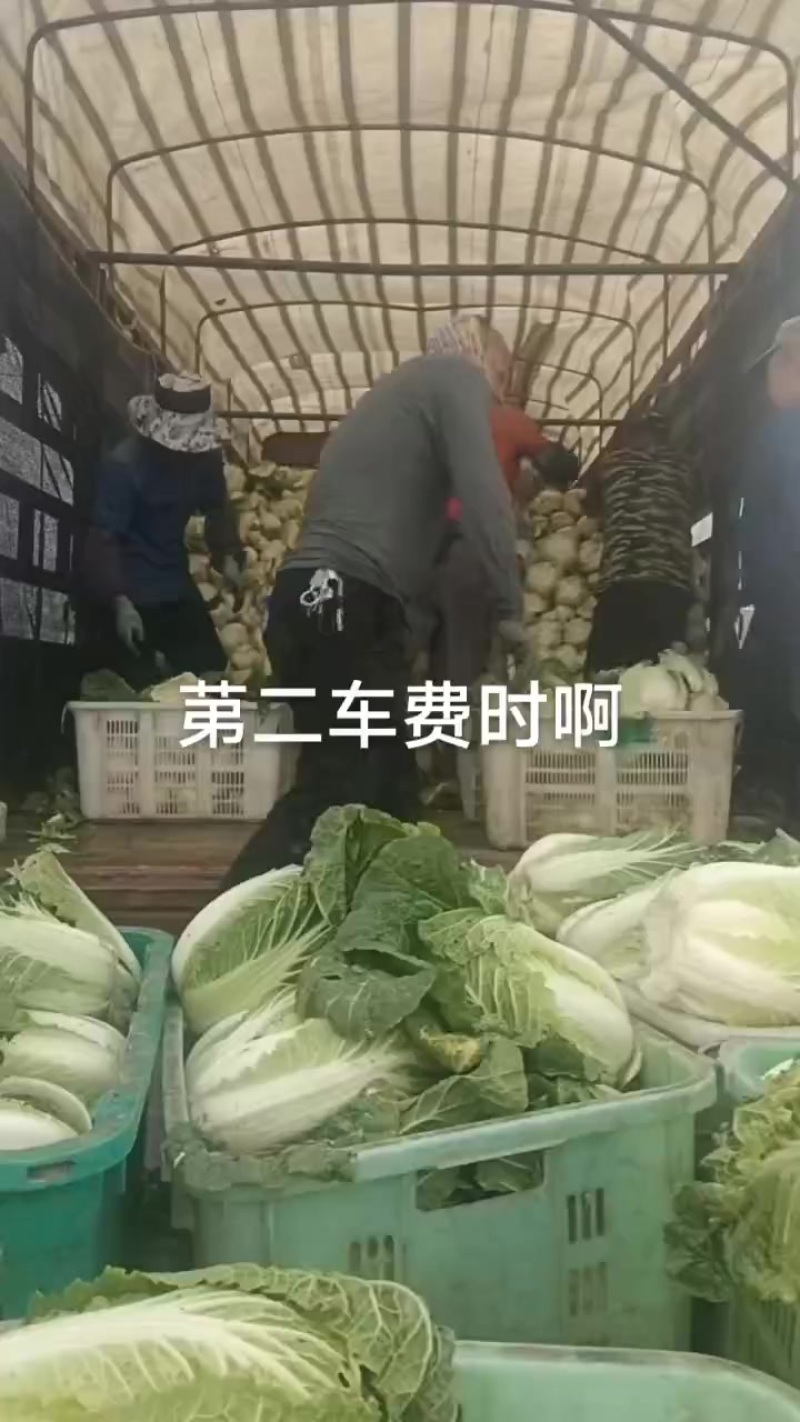 娃娃的半净菜装车发货中，