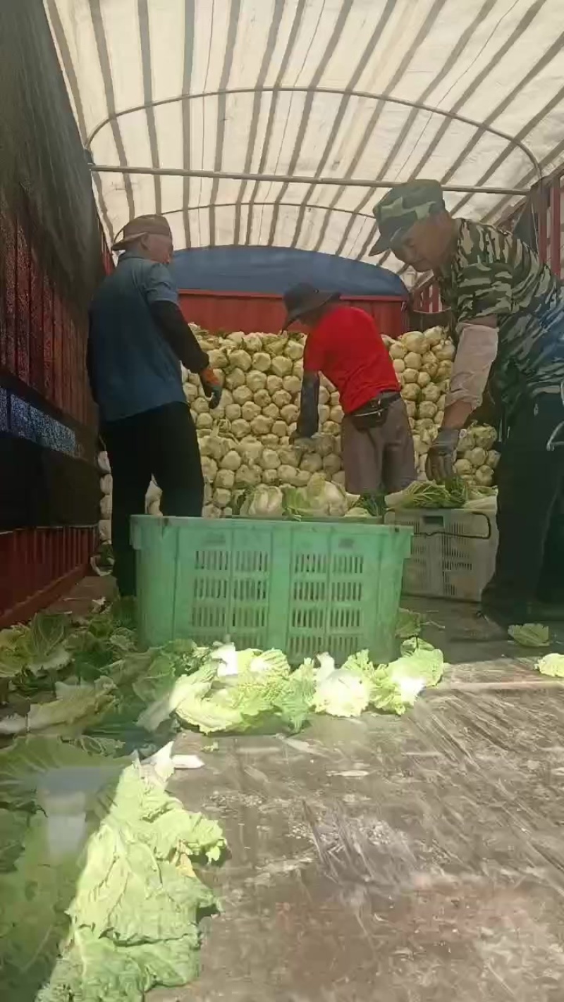 娃娃的半净菜装车发货中，