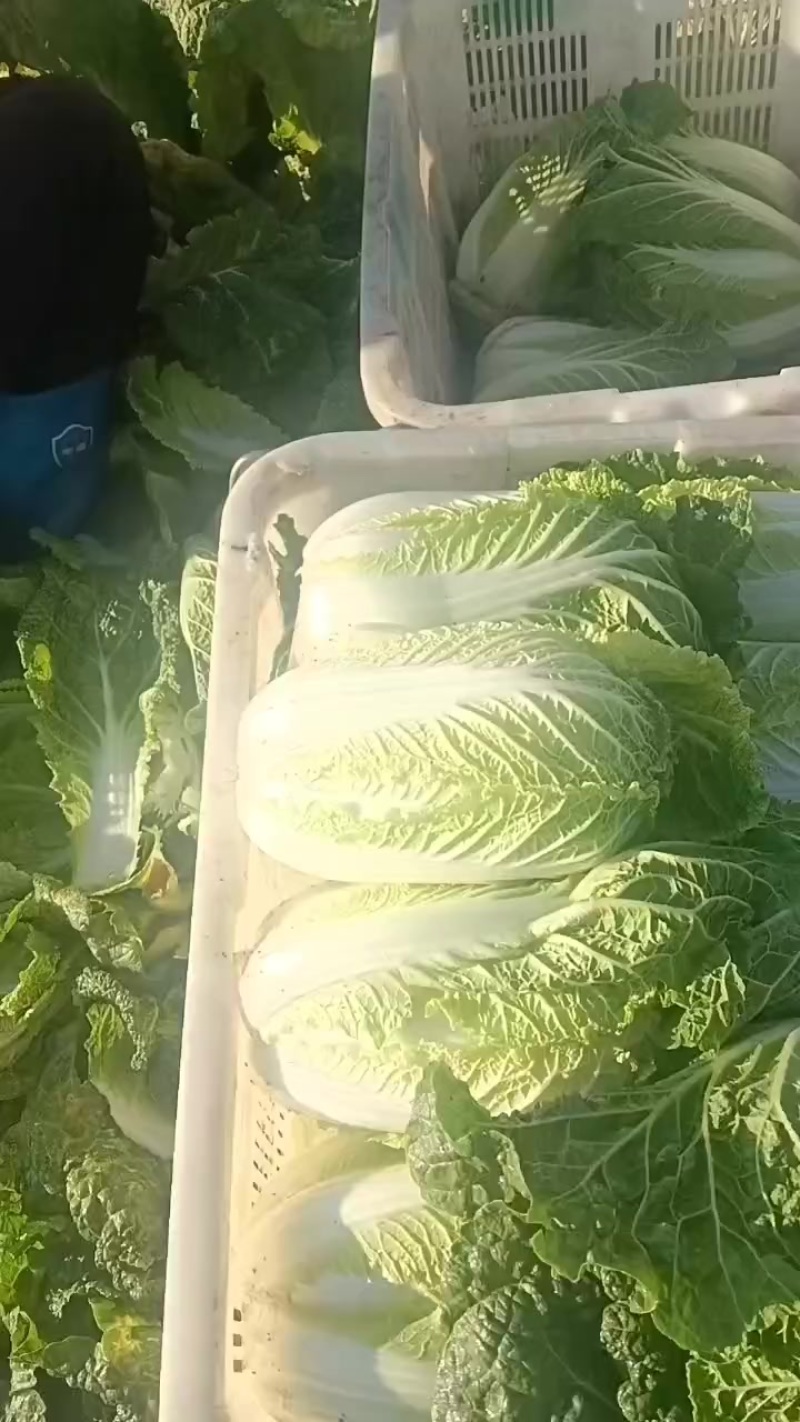 娃娃的半净菜装车发货中，