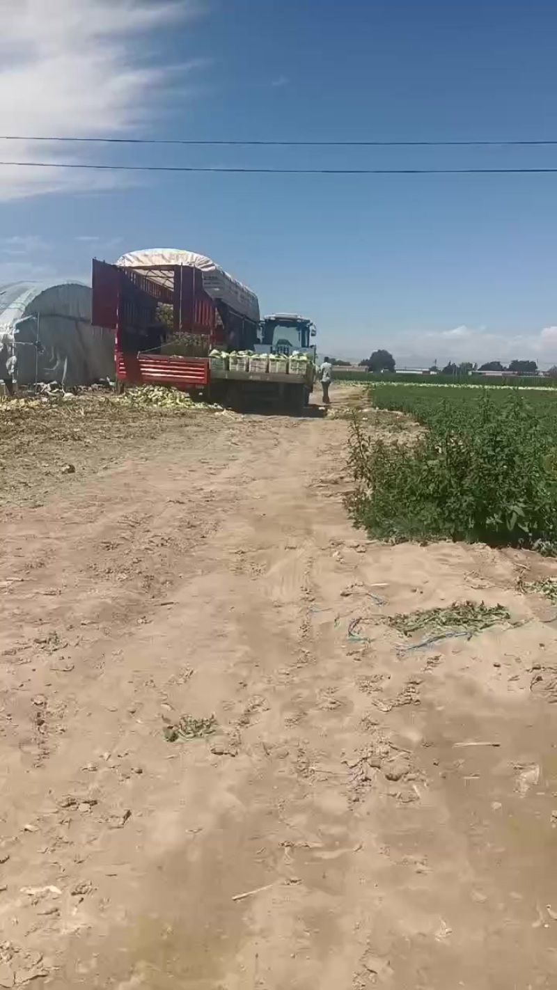 娃娃的半净菜装车发货中，