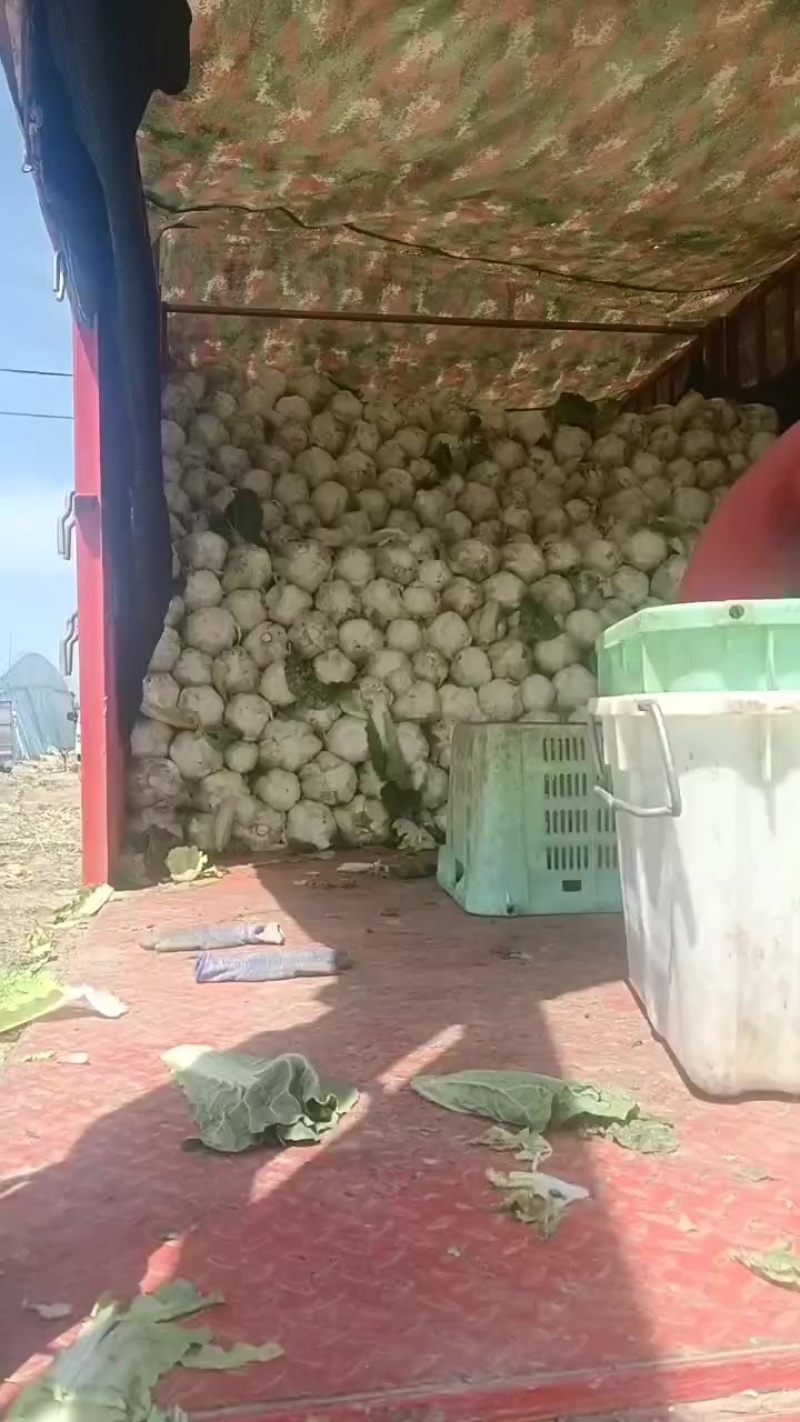 娃娃的半净菜装车发货中，