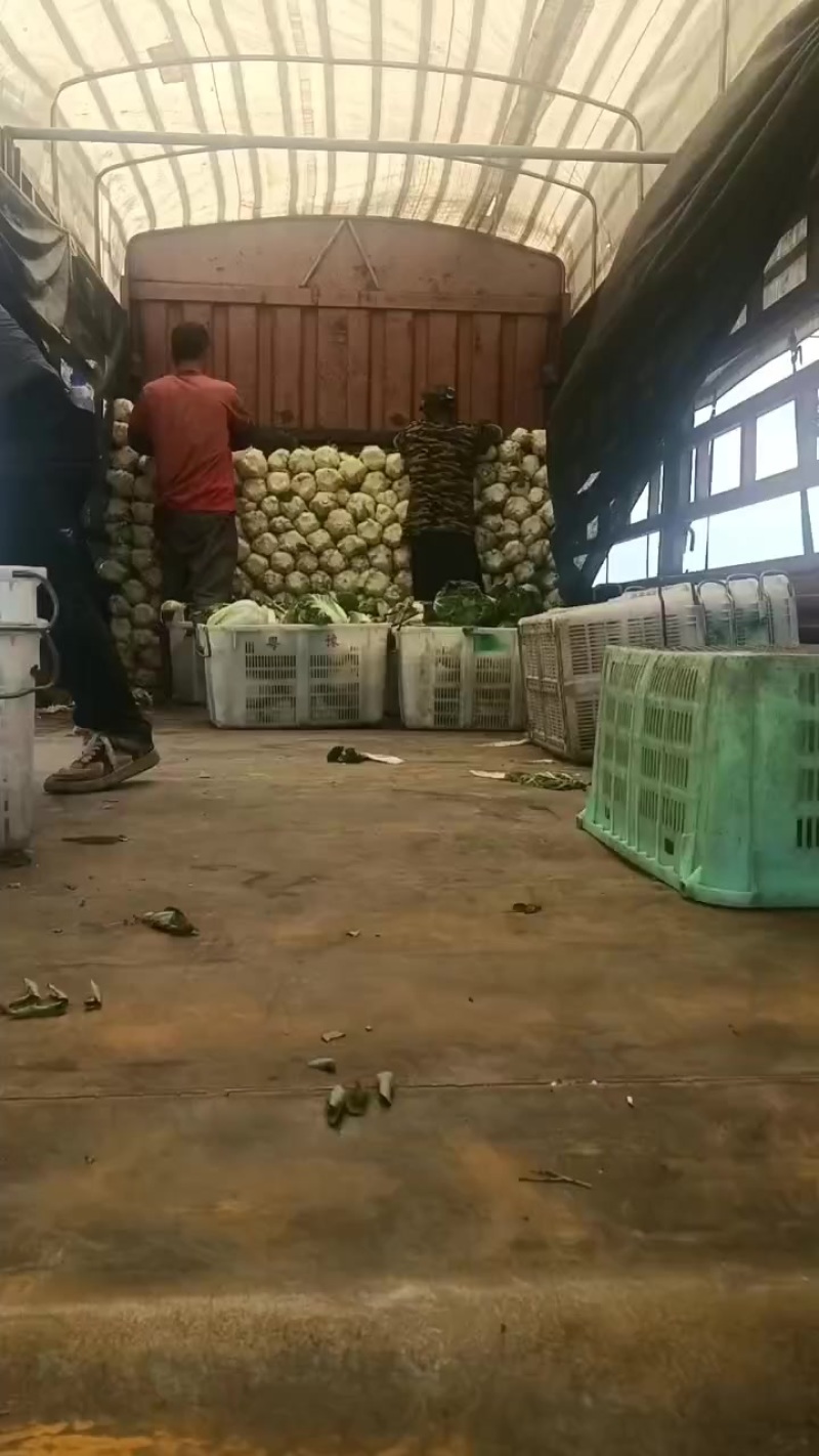 娃娃的半净菜装车发货中，