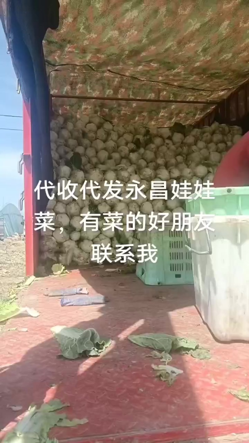 娃娃的半净菜装车发货中，