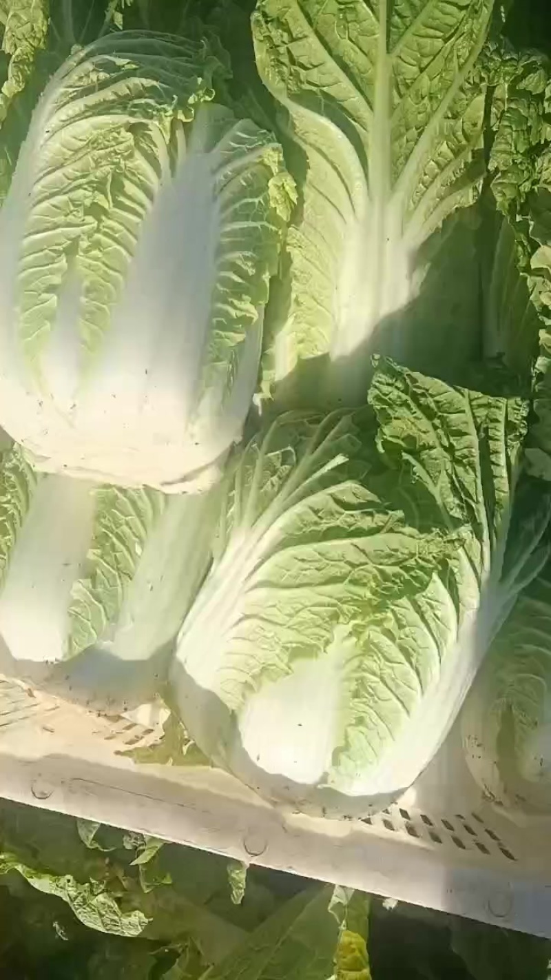 娃娃的半净菜装车发货中，