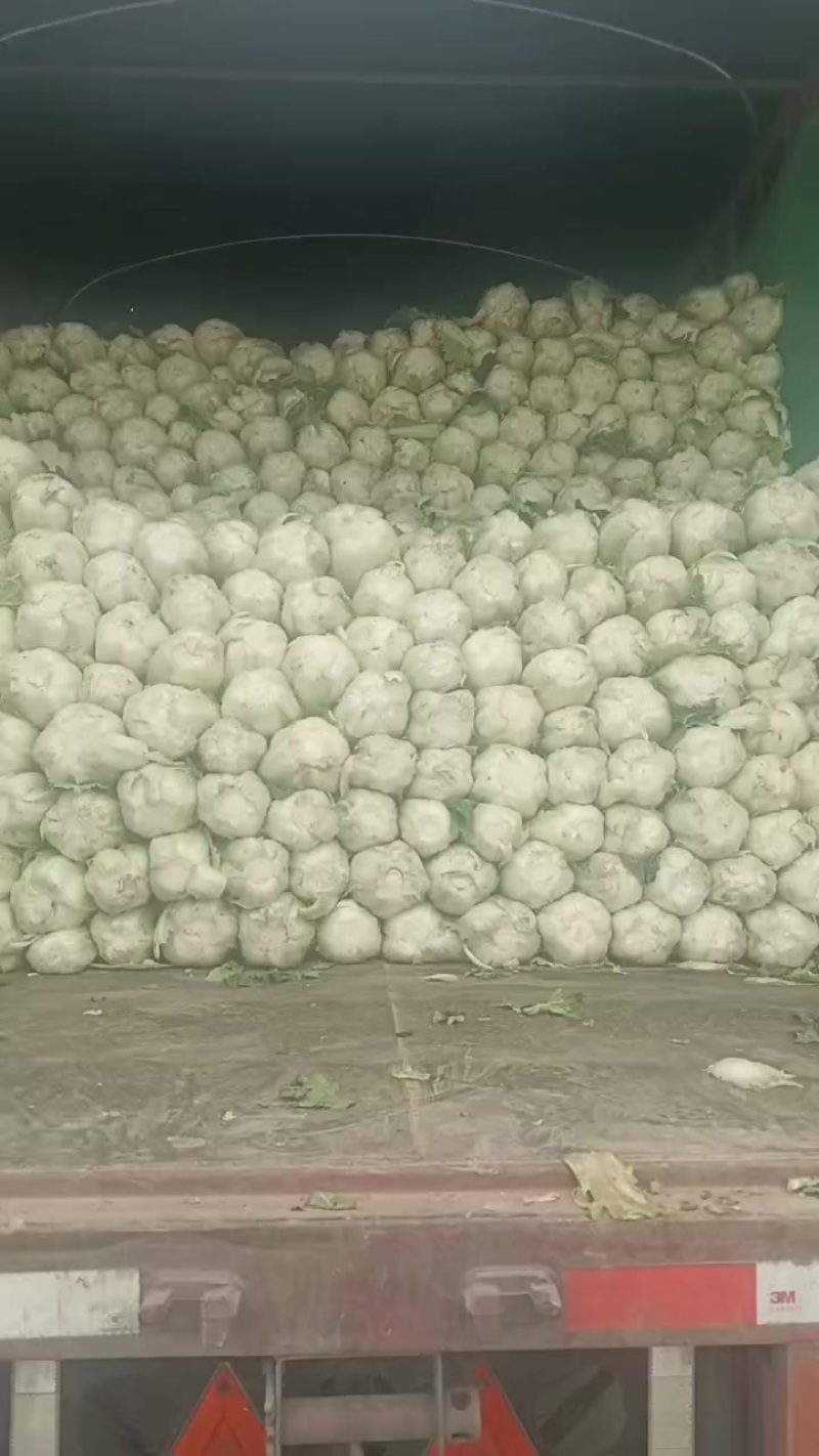 娃娃的半净菜装车发货中，