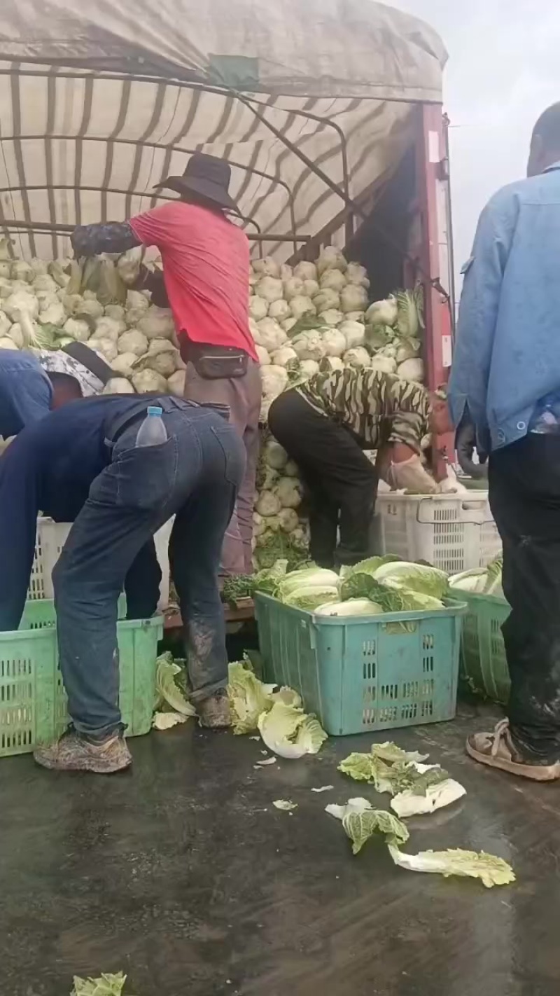 娃娃的半净菜装车发货中，