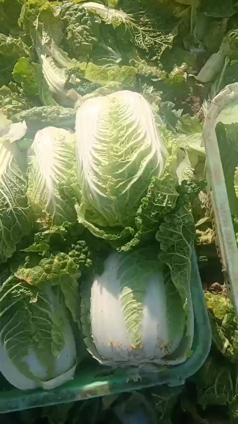 娃娃的半净菜装车发货中，