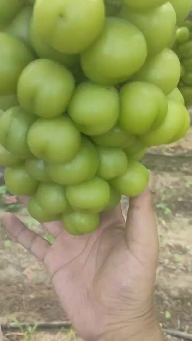 潜江产区大量有货