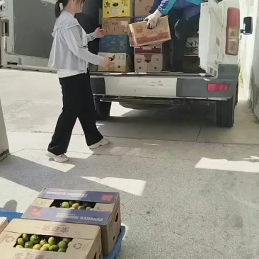 盘锦碱地柿子