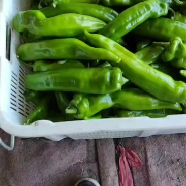 辣椒