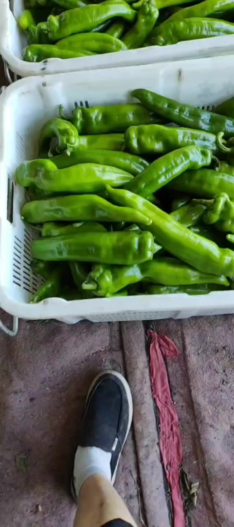 辣椒