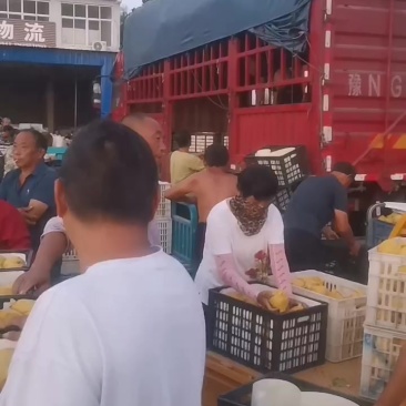 砀山青皮皇冠梨大量供货