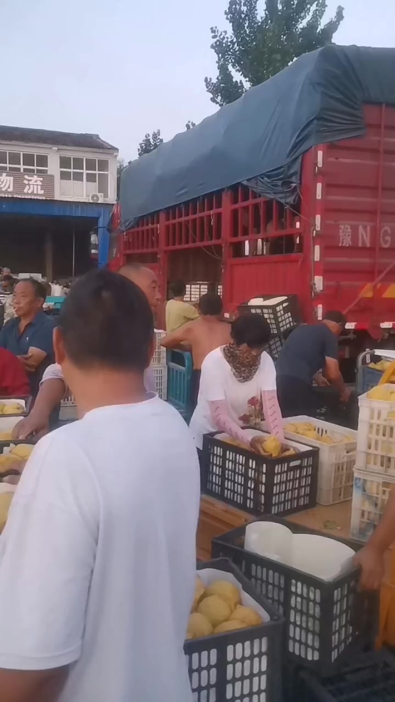 砀山青皮皇冠梨大量供货