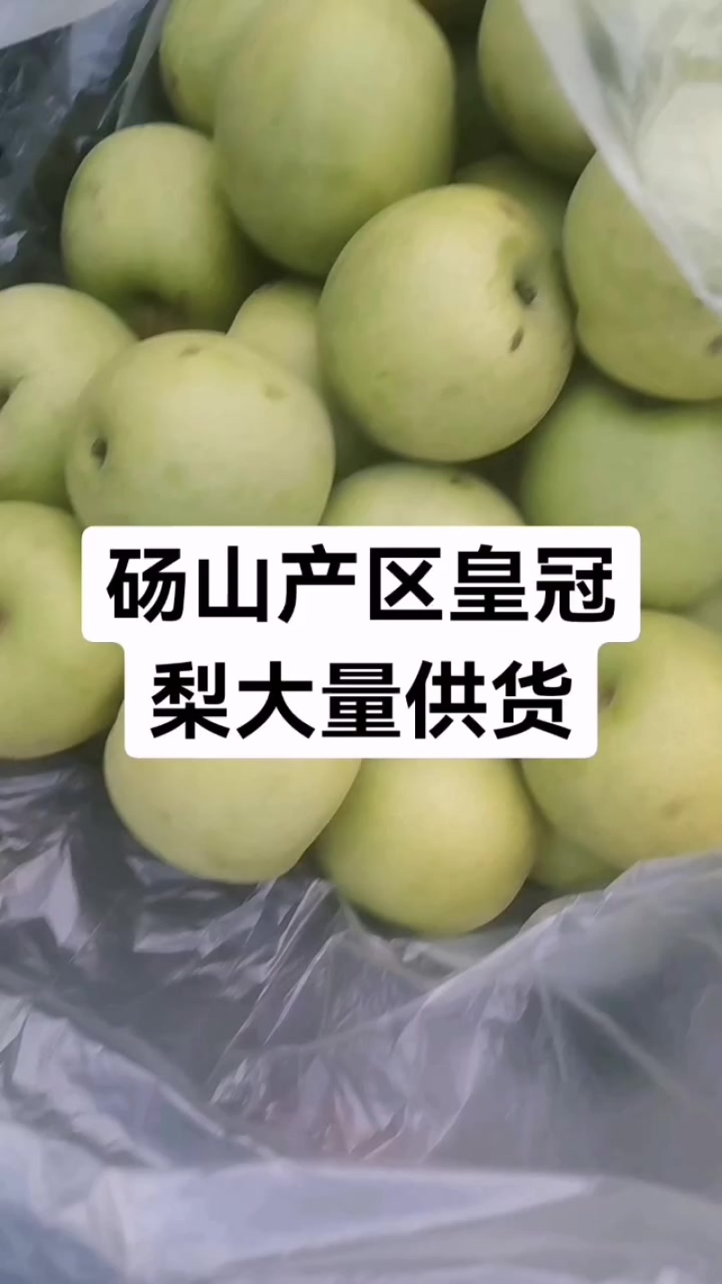 砀山青皮皇冠梨大量供货
