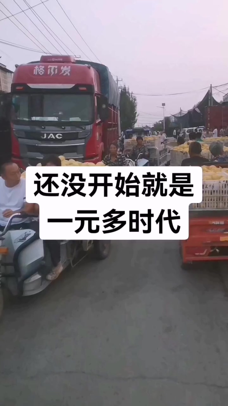 砀山青皮皇冠梨大量供货