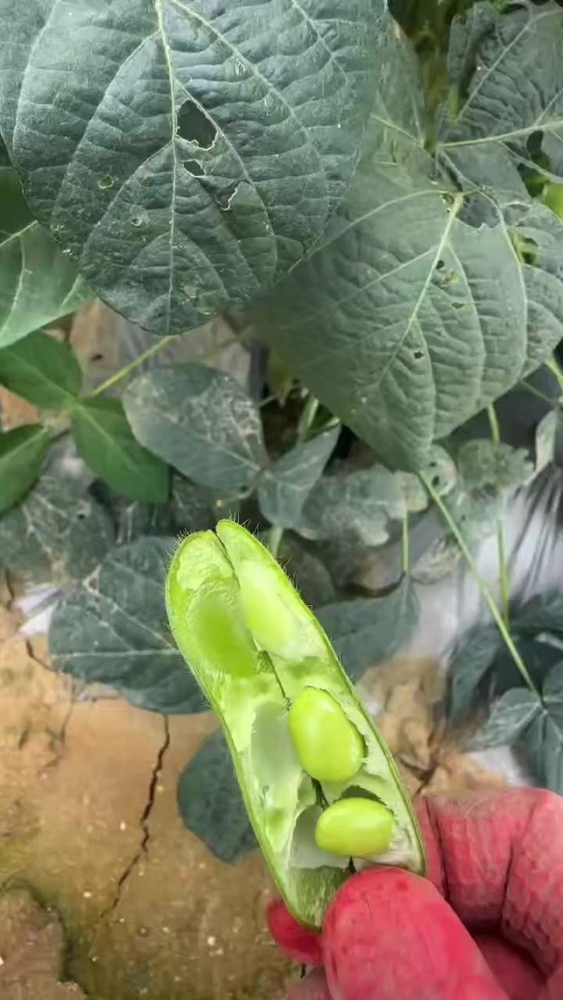 西双版纳勐遮毛豆