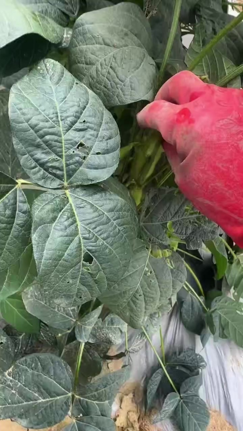 西双版纳勐遮毛豆