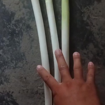 大葱