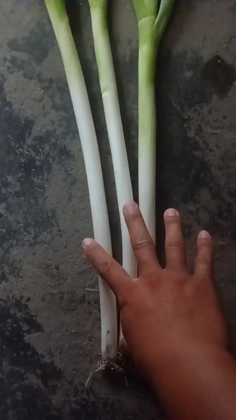 大葱