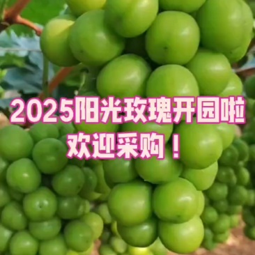 2025阳光玫瑰上市啦，欢迎采购！