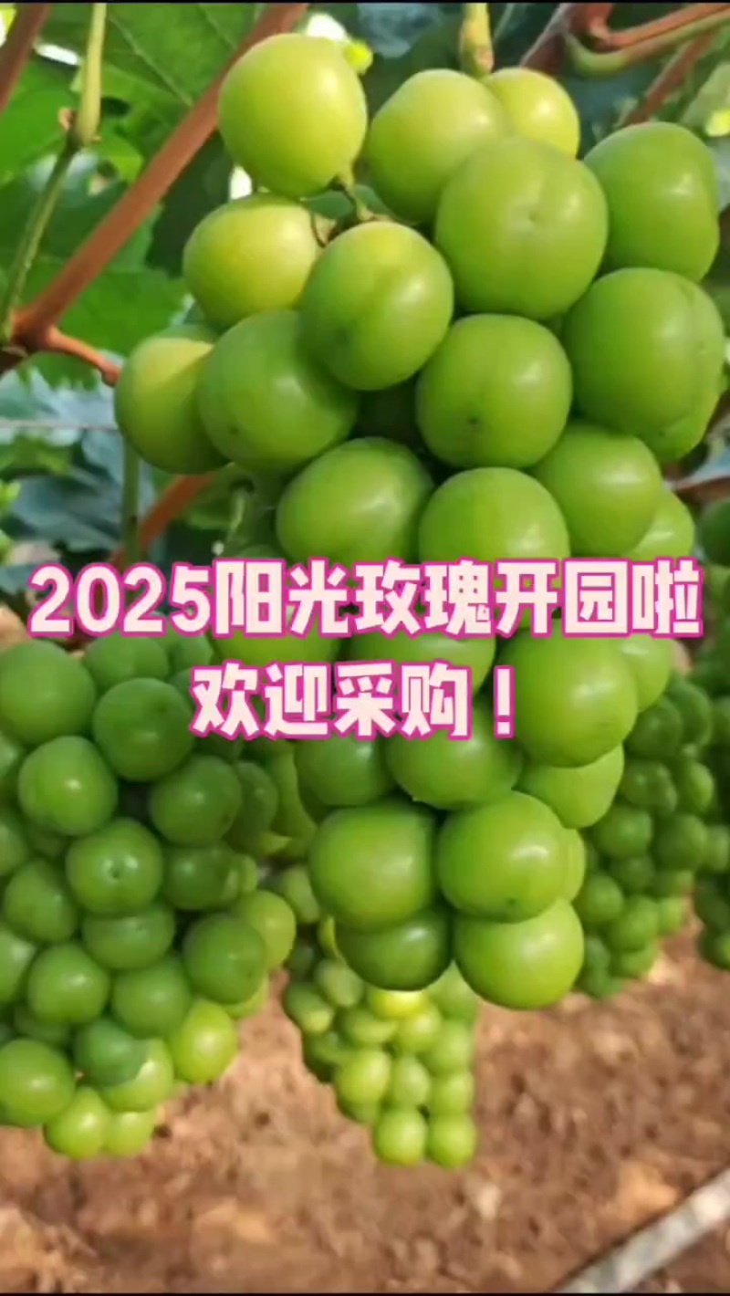 2025阳光玫瑰上市啦，欢迎采购！