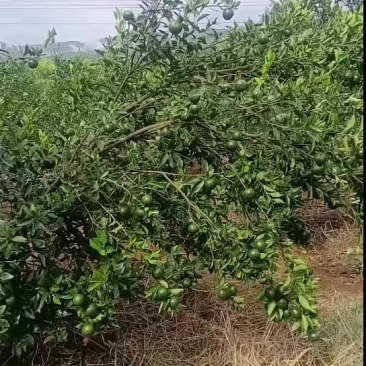 陈皮柑，小青柑。鲜货。