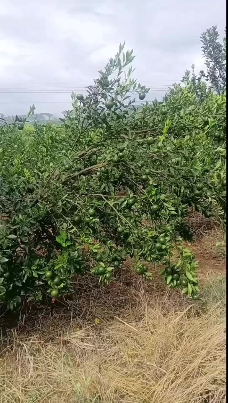 陈皮柑，小青柑。鲜货。