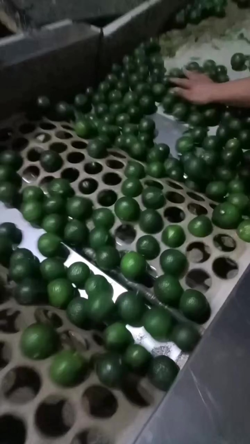 陈皮柑，小青柑。鲜货。