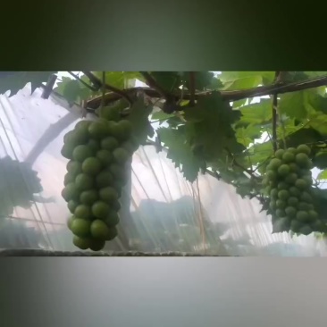 夏天家庭农场，阳光玫瑰熟了。欢迎采购