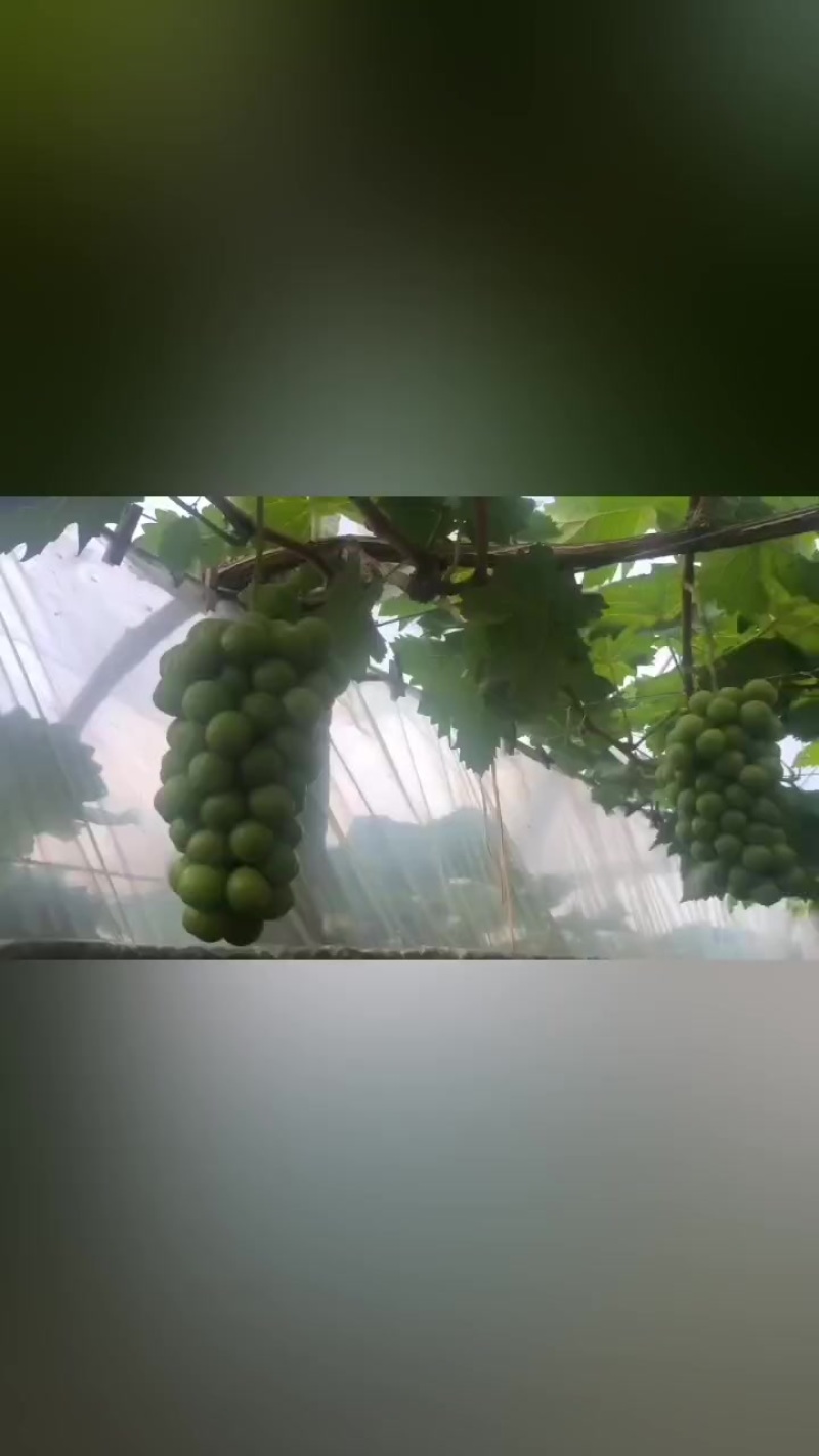 夏天家庭农场，阳光玫瑰熟了。欢迎采购