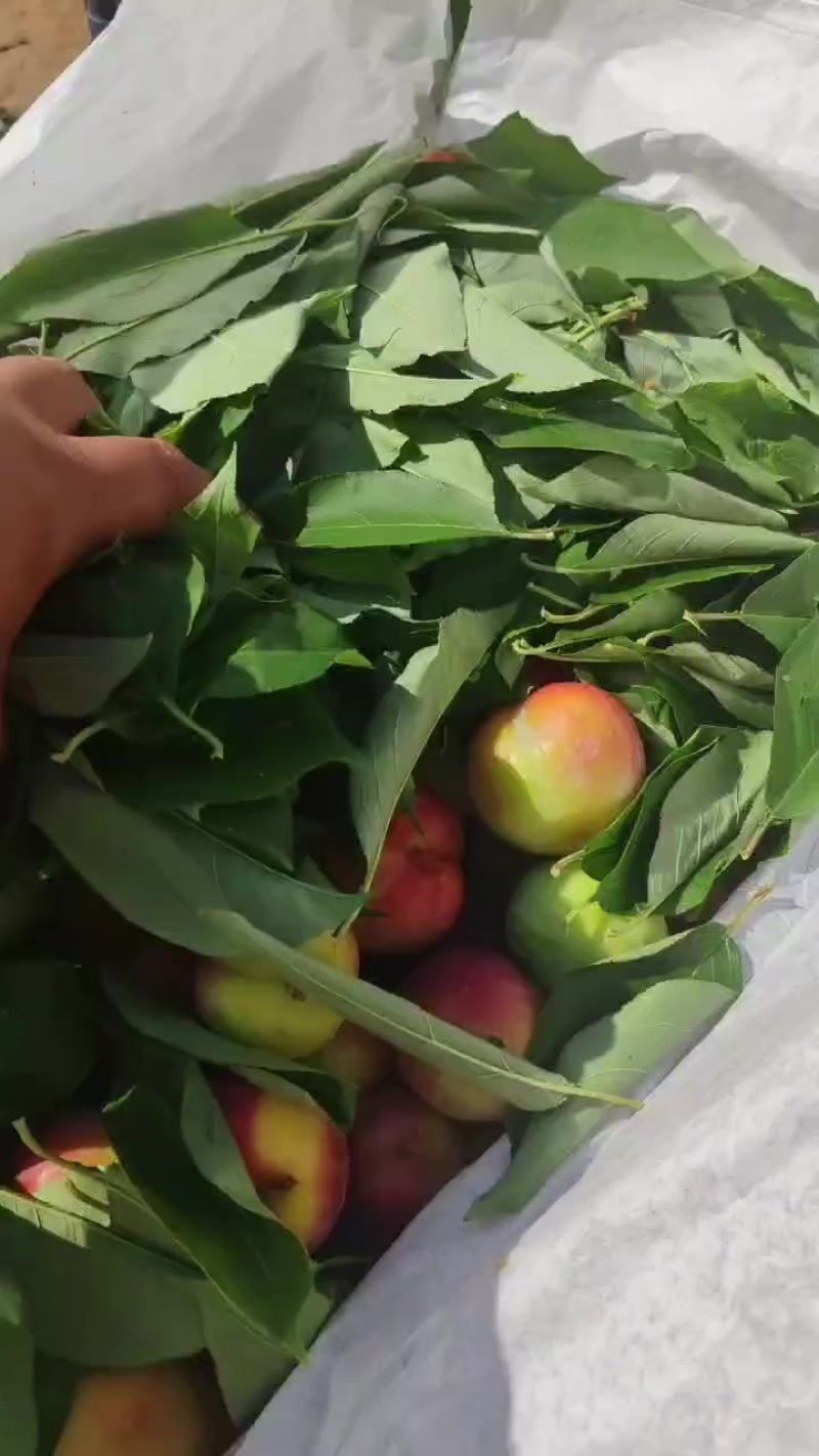 15号李子，大量上市！
