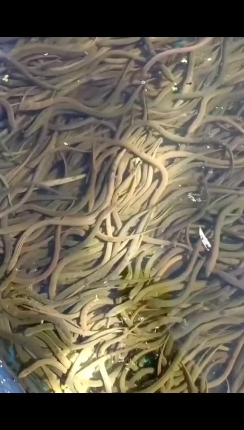 黄鳝苗批发开口苗仿生苗