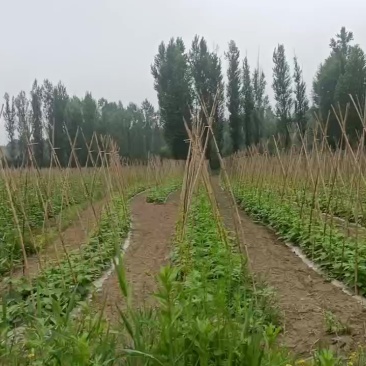 山西太原白不老豆角种植区