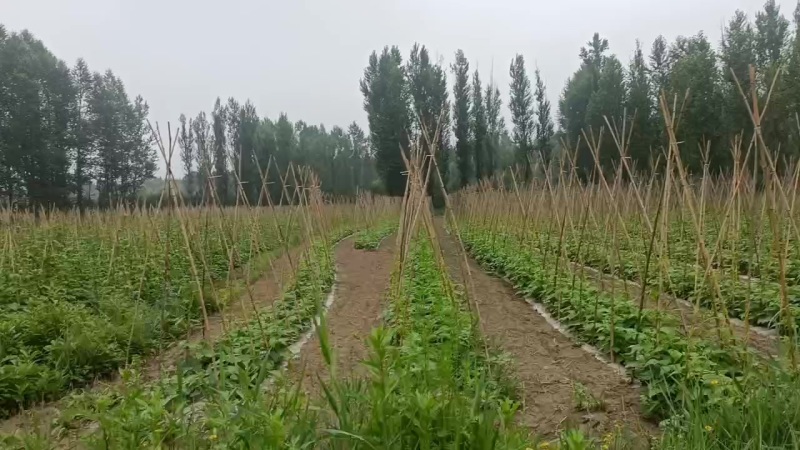 山西太原白不老豆角种植区