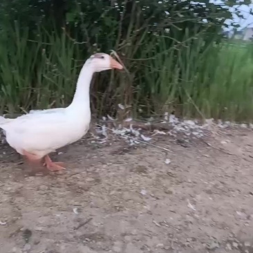 蒲三花肉鹅