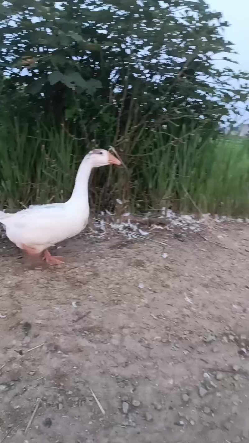 蒲三花肉鹅